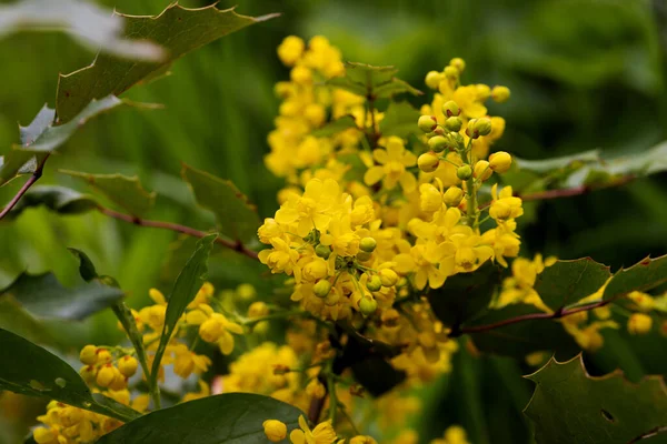 Желтые Яркие Цветки Махонии Махния Aquifliu Кустарниковая Махония Семейства Барбарис — стоковое фото