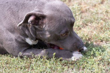 Yeşil bir çimenlikte güzel bir teriyer portresi. Dili dışarı çıkmış mavi boğucu. Mavi Amerikan personeli Terrier, Amstaff. Dışarıda mavi bir teriyerin şirin bir fotoğrafı var.