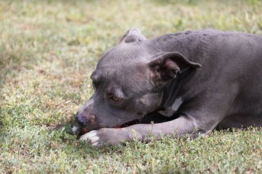 Yeşil bir çimenlikte güzel bir teriyer portresi. Dili dışarı çıkmış mavi boğucu. Mavi Amerikan personeli Terrier, Amstaff. Dışarıda mavi bir teriyerin şirin bir fotoğrafı var.