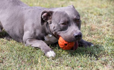 Yeşil bir çimenlikte güzel bir teriyer portresi. Dili dışarı çıkmış mavi boğucu. Mavi Amerikan personeli Terrier, Amstaff. Dışarıda mavi bir teriyerin şirin bir fotoğrafı var.