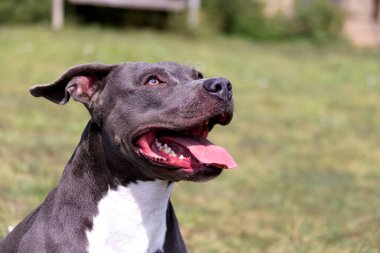 Yeşil bir çimenlikte güzel bir teriyer portresi. Dili dışarı çıkmış mavi boğucu. Mavi Amerikan personeli Terrier, Amstaff. Dışarıda mavi bir teriyerin şirin bir fotoğrafı var.