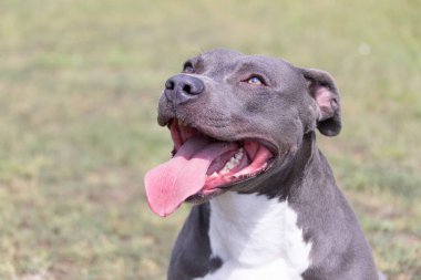 Yeşil bir çimenlikte güzel bir teriyer portresi. Dili dışarı çıkmış mavi boğucu. Mavi Amerikan personeli Terrier, Amstaff. Dışarıda mavi bir teriyerin şirin bir fotoğrafı var.