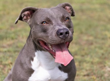 Yeşil bir çimenlikte güzel bir teriyer portresi. Dili dışarı çıkmış mavi boğucu. Mavi Amerikan personeli Terrier, Amstaff. Dışarıda mavi bir teriyerin şirin bir fotoğrafı var.