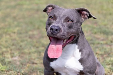 Yeşil bir çimenlikte güzel bir teriyer portresi. Dili dışarı çıkmış mavi boğucu. Mavi Amerikan personeli Terrier, Amstaff. Dışarıda mavi bir teriyerin şirin bir fotoğrafı var.