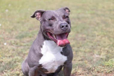 Yeşil bir çimenlikte güzel bir teriyer portresi. Dili dışarı çıkmış mavi boğucu. Mavi Amerikan personeli Terrier, Amstaff. Dışarıda mavi bir teriyerin şirin bir fotoğrafı var.