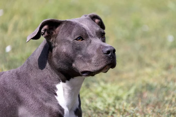 Belo Retrato Terrier Touro Staffordshire Close Gramado Verde Azul Abafado — Fotografia de Stock