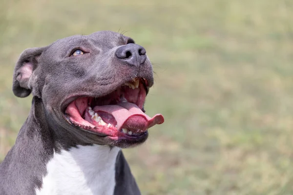 Belo Retrato Terrier Touro Staffordshire Close Gramado Verde Azul Abafado — Fotografia de Stock