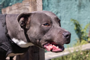 Güzel kızgın köpek staffordshire boğa teriyeri. Mavi Amerikan personeli teriyer amstaff muhafızı suçlu kıyafetlerini çalıyor. Servis köpeği eğitiminde köpek ısırığı, saldırı sırasında kıyafet ısırdı. Kötü dişler sırıtıyor