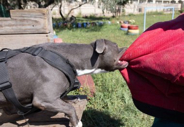 Güzel kızgın köpek staffordshire boğa teriyeri. Mavi Amerikan personeli teriyer amstaff muhafızı suçlu kıyafetlerini çalıyor. Servis köpeği eğitiminde köpek ısırığı, saldırı sırasında kıyafet ısırdı. Kötü dişler sırıtıyor