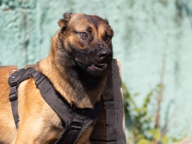  Güzel kızgın saldırgan köpek Belçikalı çoban köpeği Malinois suçlunun kıyafetlerini aldı. Servis köpeği eğitimi. Köpek elbiseleri ısırır. Öfkeli saldırı. Şeytani dişler sırıtıyor. Çalışan köpek bekçisi köpek eğitmeni.