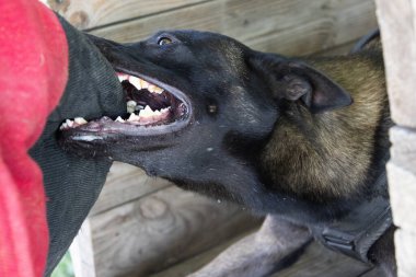  Güzel kızgın saldırgan köpek Belçikalı çoban köpeği Malinois suçlunun kıyafetlerini aldı. Servis köpeği eğitimi. Köpek elbiseleri ısırır. Öfkeli saldırı. Şeytani dişler sırıtıyor. Çalışan köpek bekçisi köpek eğitmeni.