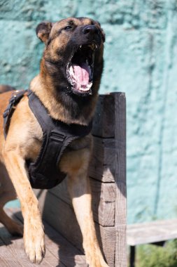  Güzel kızgın saldırgan köpek Belçikalı çoban köpeği Malinois suçlunun kıyafetlerini aldı. Servis köpeği eğitimi. Köpek elbiseleri ısırır. Öfkeli saldırı. Şeytani dişler sırıtıyor. Çalışan köpek bekçisi köpek eğitmeni.