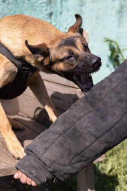  Güzel kızgın saldırgan köpek Belçikalı çoban köpeği Malinois suçlunun kıyafetlerini aldı. Servis köpeği eğitimi. Köpek elbiseleri ısırır. Öfkeli saldırı. Şeytani dişler sırıtıyor. Çalışan köpek bekçisi köpek eğitmeni.