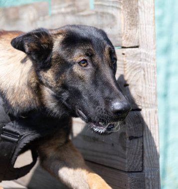  Güzel kızgın saldırgan köpek Belçikalı çoban köpeği Malinois suçlunun kıyafetlerini aldı. Servis köpeği eğitimi. Köpek elbiseleri ısırır. Öfkeli saldırı. Şeytani dişler sırıtıyor. Çalışan köpek bekçisi köpek eğitmeni.