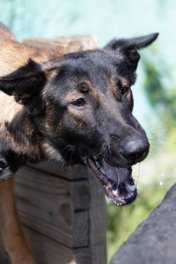  Güzel kızgın saldırgan köpek Belçikalı çoban köpeği Malinois suçlunun kıyafetlerini aldı. Servis köpeği eğitimi. Köpek elbiseleri ısırır. Öfkeli saldırı. Şeytani dişler sırıtıyor. Çalışan köpek bekçisi köpek eğitmeni.