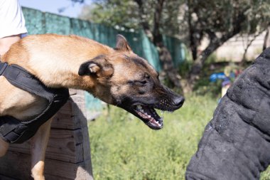  Güzel kızgın saldırgan köpek Belçikalı çoban köpeği Malinois suçlunun kıyafetlerini aldı. Servis köpeği eğitimi. Köpek elbiseleri ısırır. Öfkeli saldırı. Şeytani dişler sırıtıyor. Çalışan köpek bekçisi köpek eğitmeni.