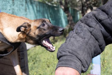  Güzel kızgın saldırgan köpek Belçikalı çoban köpeği Malinois suçlunun kıyafetlerini aldı. Servis köpeği eğitimi. Köpek elbiseleri ısırır. Öfkeli saldırı. Şeytani dişler sırıtıyor. Çalışan köpek bekçisi köpek eğitmeni.