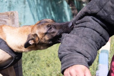  Güzel kızgın saldırgan köpek Belçikalı çoban köpeği Malinois suçlunun kıyafetlerini aldı. Servis köpeği eğitimi. Köpek elbiseleri ısırır. Öfkeli saldırı. Şeytani dişler sırıtıyor. Çalışan köpek bekçisi köpek eğitmeni.