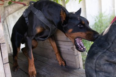 Kızgın Saldırgan köpek Doberman Pinscher suçlunun kıyafetlerini aldı. Hizmet eğitimi. Elbiseleri ısırır. Şeytani dişli Doberman Pinscher sırıtıyor. Öfke, sırıtan şeytani dişlere saldırır. Bekçi köpeği eğitimi.