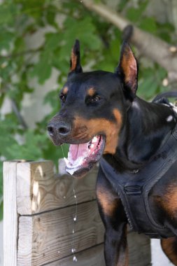 Kızgın Saldırgan köpek Doberman Pinscher suçlunun kıyafetlerini aldı. Hizmet eğitimi. Elbiseleri ısırır. Şeytani dişli Doberman Pinscher sırıtıyor. Öfke, sırıtan şeytani dişlere saldırır. Bekçi köpeği eğitimi.
