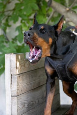 Kızgın Saldırgan köpek Doberman Pinscher suçlunun kıyafetlerini aldı. Hizmet eğitimi. Elbiseleri ısırır. Şeytani dişli Doberman Pinscher sırıtıyor. Öfke, sırıtan şeytani dişlere saldırır. Bekçi köpeği eğitimi.
