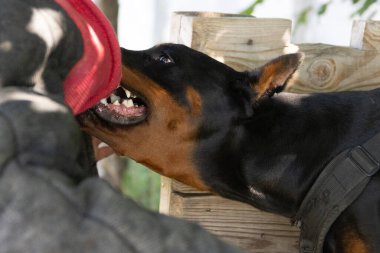 Kızgın Saldırgan köpek Doberman Pinscher suçlunun kıyafetlerini aldı. Hizmet eğitimi. Elbiseleri ısırır. Şeytani dişli Doberman Pinscher sırıtıyor. Öfke, sırıtan şeytani dişlere saldırır. Bekçi köpeği eğitimi.