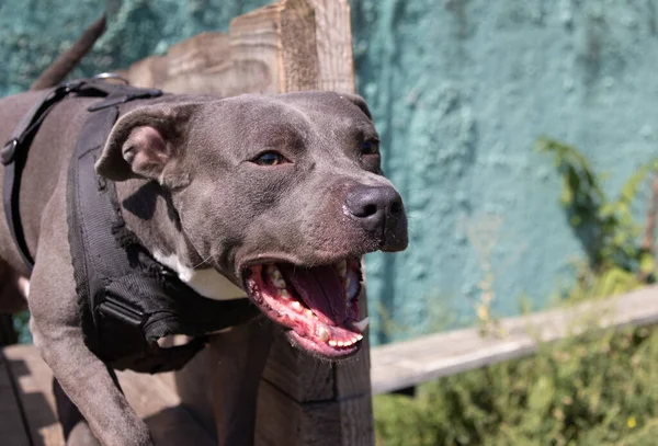 Beautiful angry dog staffordshire bull terrier. Blue american staffordshire terrier amstaff guard snatch criminal clothes. Service dog training Dog bites clothe during angry attack. Evil teeth in grin