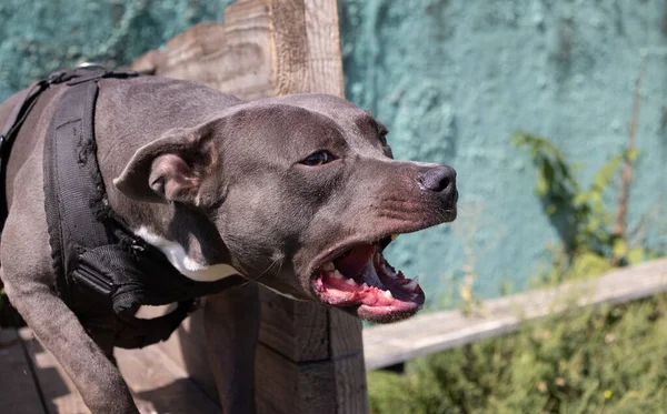 Beautiful angry dog staffordshire bull terrier. Blue american staffordshire terrier amstaff guard snatch criminal clothes. Service dog training Dog bites clothe during angry attack. Evil teeth in grin