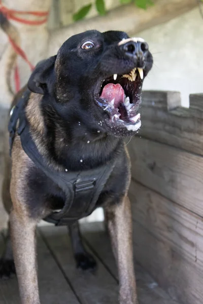 漂亮的愤怒的攻击性狗比利时牧羊人Malinois抢罪犯的衣服 服务狗训练 狗咬衣服 愤怒的攻击 笑坏了的牙 工作犬警犬训练 — 图库照片