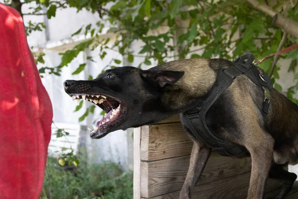 Beautiful Angry Aggressive Dog Belgian Shepherd Malinois Grab Criminal Clothes — Stock Photo, Image