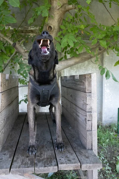 Όμορφη Θυμωμένος Επιθετικός Σκύλος Βελγικός Ποιμενικός Malinois Αρπάξει Ρούχα Του — Φωτογραφία Αρχείου
