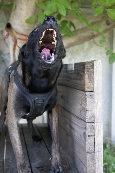 Прекрасная Злая Агрессивная Собака Бельгийская Овчарка Малинуа Хватает Одежду Преступника — стоковое фото