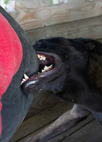 美しい怒っている攻撃的な犬ベルギーのシェパード マリノイは犯罪者の服をつかむ サービスドッグトレーニング 犬は服を噛んでいる 怒った攻撃 邪悪な歯が笑っている ワーキングドッグガード犬サービス犬のトレーニング — ストック写真