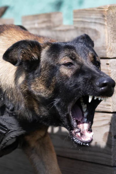 Beautiful angry Aggressive dog Belgian Shepherd Malinois grab criminal's clothes. Service dog training. Dog bites clothes. Angry attack. Evil teeth in grin. Working dog Guard dog Service dog training
