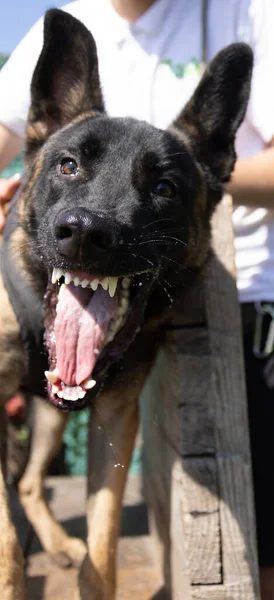 美しい怒っている攻撃的な犬ベルギーのシェパード マリノイは犯罪者の服をつかむ サービスドッグトレーニング 犬は服を噛んでいる 怒った攻撃 邪悪な歯が笑っている ワーキングドッグガード犬サービス犬のトレーニング — ストック写真