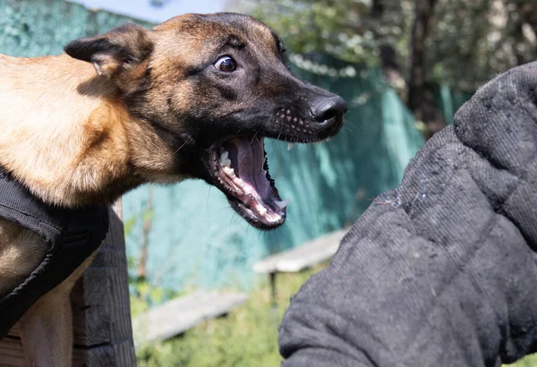 Beautiful angry Aggressive dog Belgian Shepherd Malinois grab criminal\'s clothes. Service dog training. Dog bites clothes. Angry attack. Evil teeth in grin. Working dog Guard dog Service dog training