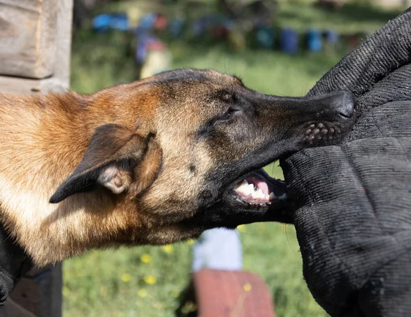 Beautiful angry Aggressive dog Belgian Shepherd Malinois grab criminal\'s clothes. Service dog training. Dog bites clothes. Angry attack. Evil teeth in grin. Working dog Guard dog Service dog training