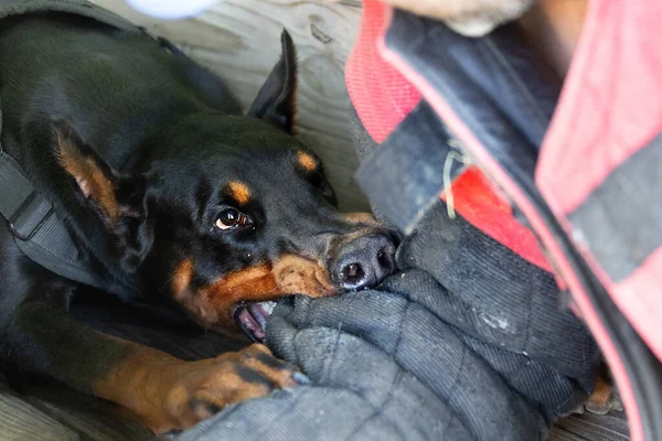 怒っている攻撃的な犬ドーベルマン ピンシャーは犯罪者の服を手に入れる サービストレーニング 服を着ている 悪の歯 ドーバーマン ピンシャー グリン 怒りの攻撃 グリンの悪の歯 — ストック写真