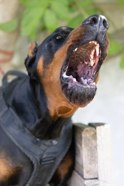 怒っている攻撃的な犬ドーベルマン ピンシャーは犯罪者の服を手に入れる サービストレーニング 服を着ている 悪の歯 ドーバーマン ピンシャー グリン 怒りの攻撃 グリンの悪の歯 — ストック写真
