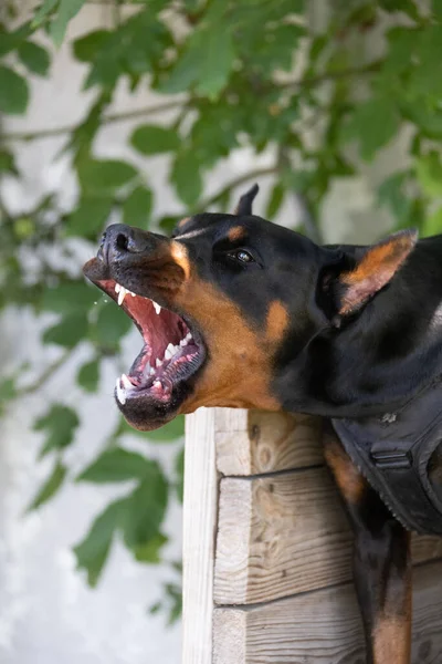 Wściekły Agresywny Pies Doberman Pinscher Łapie Ubrania Przestępcy Szkolenie Serwisowe — Zdjęcie stockowe