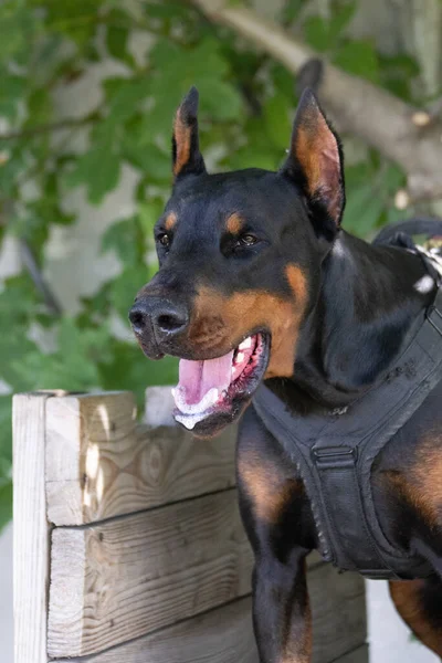Cão Agressivo Furioso Doberman Pinscher Pega Roupa Criminoso Treinamento Serviço — Fotografia de Stock