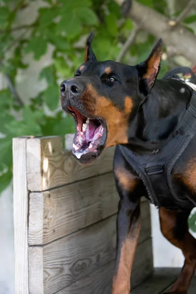 Angry Aggressive Dog Doberman Pinscher Grabs Criminal Clothes Service Training — Stock Photo, Image
