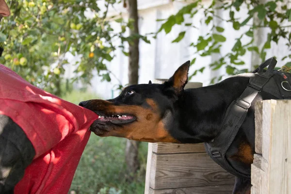 Kızgın Saldırgan köpek Doberman Pinscher suçlunun kıyafetlerini aldı. Hizmet eğitimi. Elbiseleri ısırır. Şeytani dişli Doberman Pinscher sırıtıyor. Öfke, sırıtan şeytani dişlere saldırır. Bekçi köpeği eğitimi.