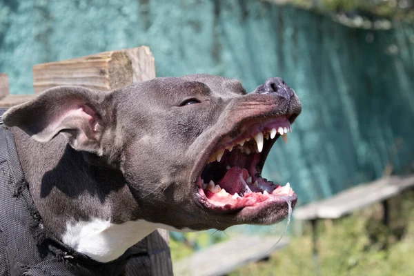 漂亮的愤怒的狗 斯塔福德郡的公牛犬 蓝色美国斯塔福德郡的警犬守卫抢走了犯罪的衣服 服务狗训练狗在愤怒的攻击中咬衣服 笑坏了的牙 免版税图库照片