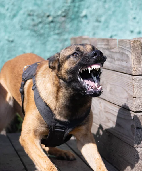 美しい怒っている攻撃的な犬ベルギーのシェパード マリノイは犯罪者の服をつかむ サービスドッグトレーニング 犬は服を噛んでいる 怒った攻撃 邪悪な歯が笑っている ワーキングドッグガード犬サービス犬のトレーニング ロイヤリティフリーのストック画像