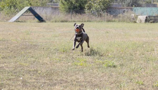 美丽的斯塔福德郡公牛犬肖像画在绿色草坪的特写 蓝色口塞 舌头伸出 蓝色美国斯塔福德郡宠物狗 外面一只蓝色的警犬的可爱镜头 — 图库照片