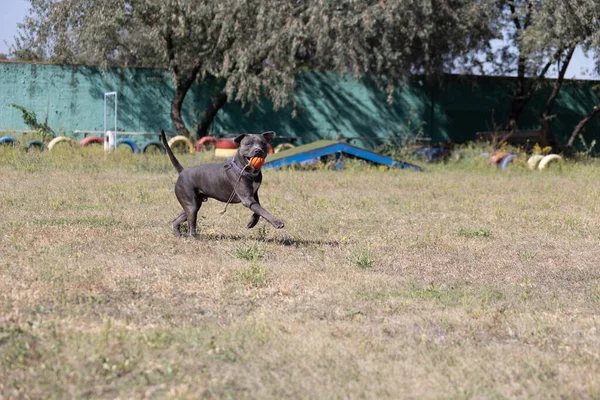 美丽的斯塔福德郡公牛犬肖像画在绿色草坪的特写 蓝色口塞 舌头伸出 蓝色美国斯塔福德郡宠物狗 外面一只蓝色的警犬的可爱镜头 — 图库照片