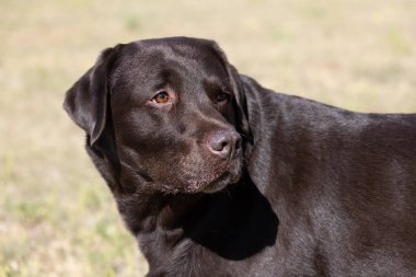Yeşil çim üzerinde kahverengi çikolata labrador. Büyük bir portre. Dil öne çıktı. Güzel genç Labrador Retriever köpeği yeşil çimlerde poz veriyor. Safkan kahverengi çikolatalı köpeğin güzel portresi.