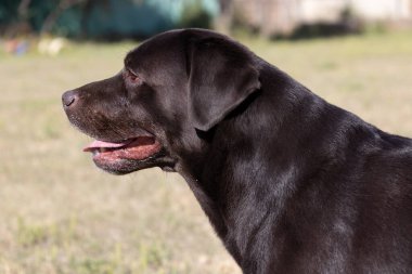 Yeşil çim üzerinde kahverengi çikolata labrador. Büyük bir portre. Dil öne çıktı. Güzel genç Labrador Retriever köpeği yeşil çimlerde poz veriyor. Safkan kahverengi çikolatalı köpeğin güzel portresi.
