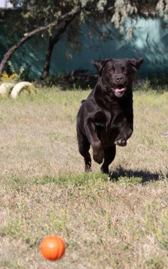 Yeşil çim üzerinde kahverengi çikolata labrador. Büyük bir portre. Dil öne çıktı. Güzel genç Labrador Retriever köpeği yeşil çimlerde poz veriyor. Safkan kahverengi çikolatalı köpeğin güzel portresi.